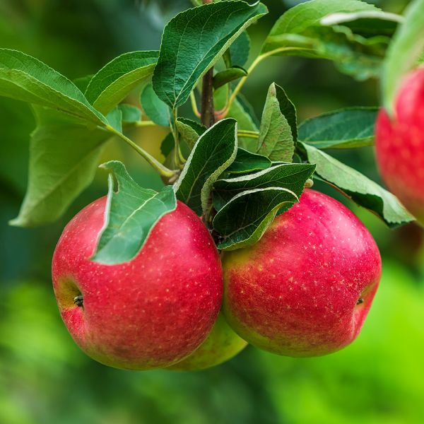 Apple (malus) Red Windsor® 12 litre